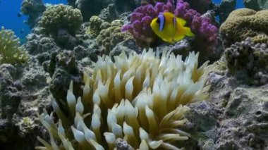 Resif üzerinde Deniz Anemone Turuncu Palyaço balık swimmig.