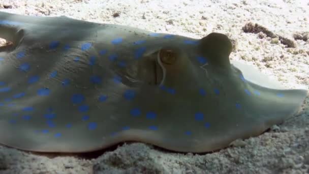 Синій плямистий гребінець на піщаному дні коралового рифу. — стокове відео