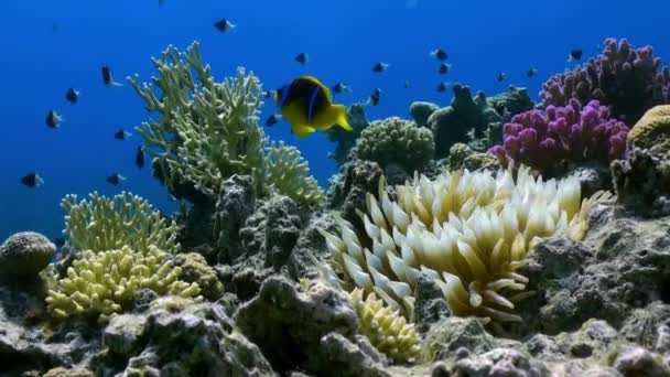 Orange Clown fish swimmig in Sea Anemone on reef. — Stock Video