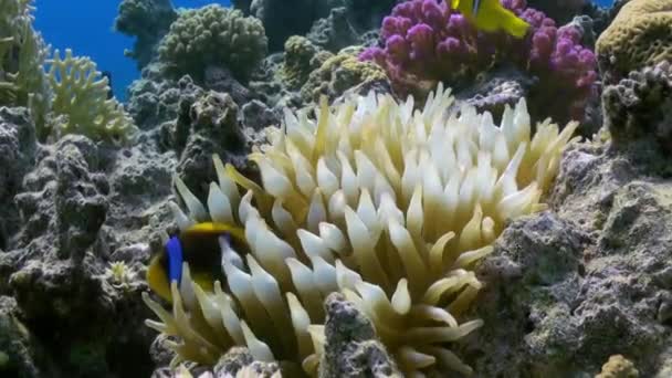 橙色小丑鱼游泳在海海葵在礁石. — 图库视频影像