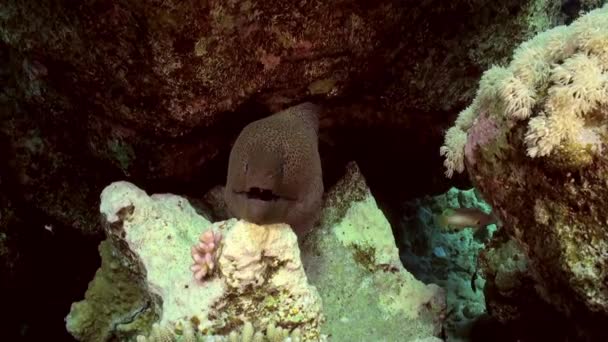 Cleaner wrasse fish cleaning moray eel on reef. — Stock Video