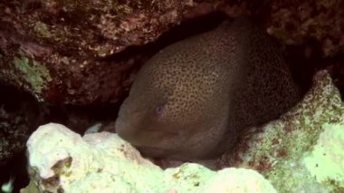 Daha temiz balık temizleme mercan kayalıklarında moray balığı.