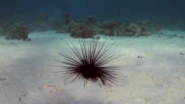 Black diadem sea urchin. Echinothrix diadema.