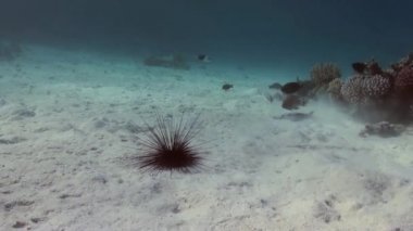 Black diadem sea urchin. Echinothrix diadema.