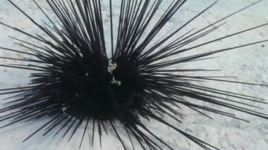 Black diadem sea urchin. Echinothrix diadema.