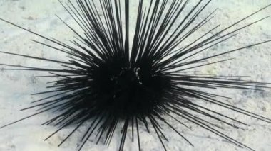 Black diadem sea urchin. Echinothrix diadema.