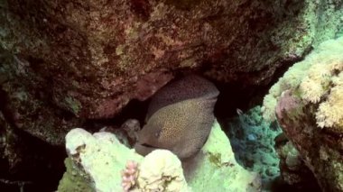 Daha temiz balık temizleme mercan kayalıklarında moray balığı.