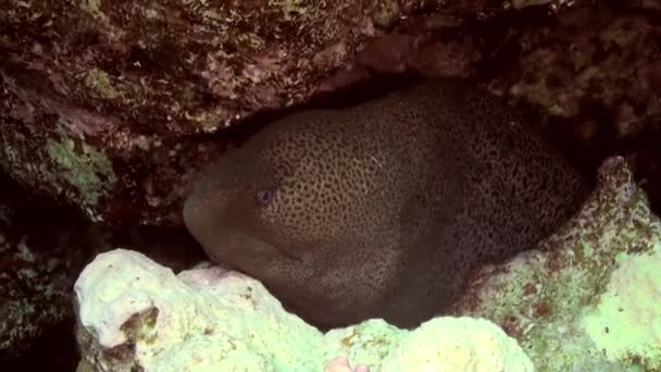 Limpador wrasse peixe limpeza moray enguia no recife . — Vídeo de Stock