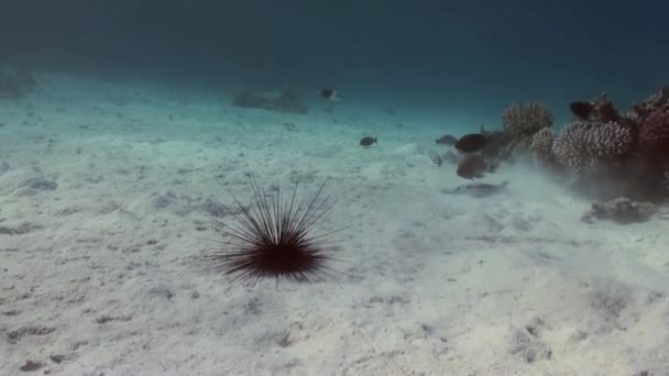 Black diadem sea urchin. Echinothrix diadema. — Stok video