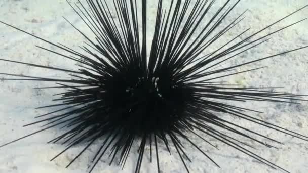 Diadema negra erizo de mar. Echinothrix diadema . — Vídeos de Stock
