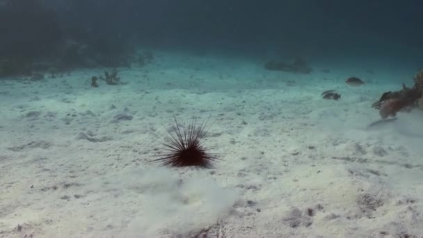 Black diadem sea urchin. Echinothrix diadema. — Stock video