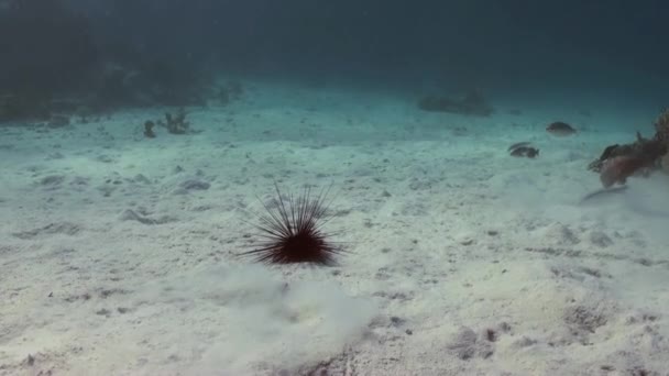 Ouriço-do-mar-diadema preto. Echinothrix diadema . — Vídeo de Stock