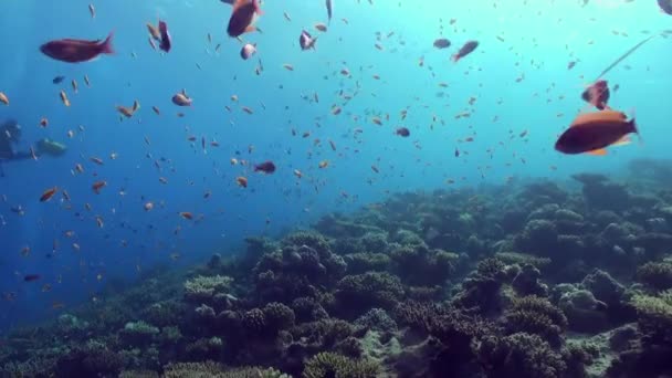 열 대 산호초의 수 중 바다 풍경. — 비디오