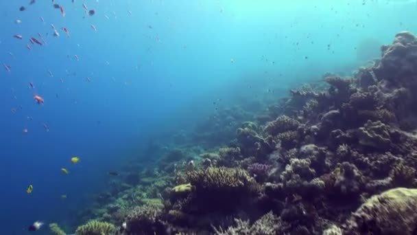 Υποβρύχια θαλασσινό τοπίο των τροπικών κοραλλιογενών υφάλων. — Αρχείο Βίντεο