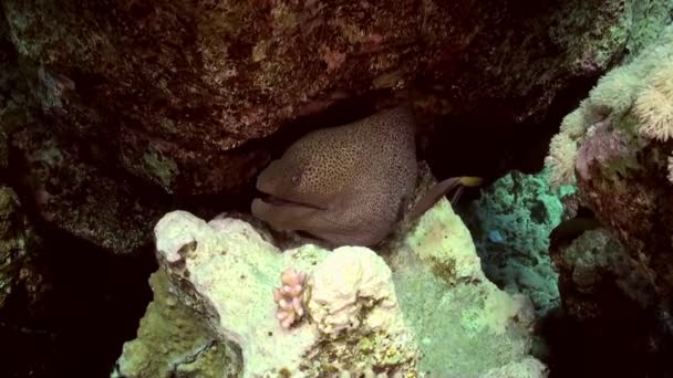 Limpiador wrasse pescado limpieza morena en el arrecife . — Vídeos de Stock