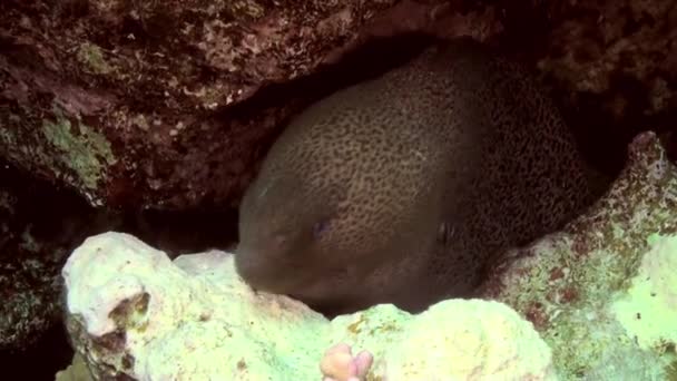 Renare wrasse fisk rengöring muray ål på revet. — Stockvideo