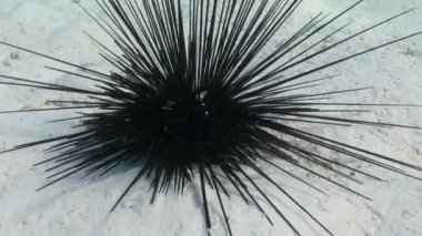 Black diadem sea urchin. Echinothrix diadema.