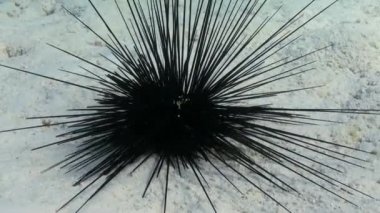 Black diadem sea urchin. Echinothrix diadema.