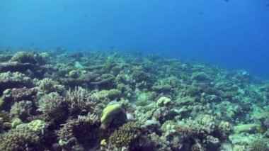 Tropikal mercan resif sualtı deniz manzara.
