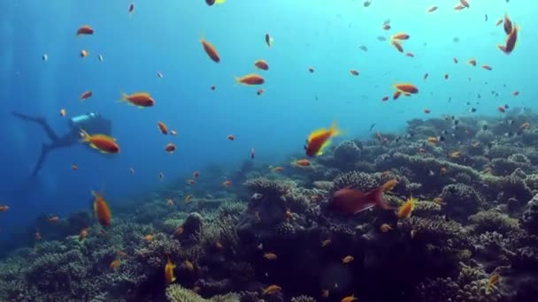 Paisaje marino submarino de arrecife de coral tropical . — Vídeos de Stock