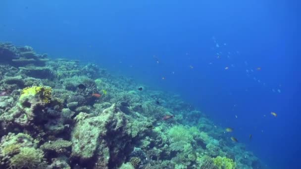 Onderwater zee landschap van tropische koraalrif. — Stockvideo