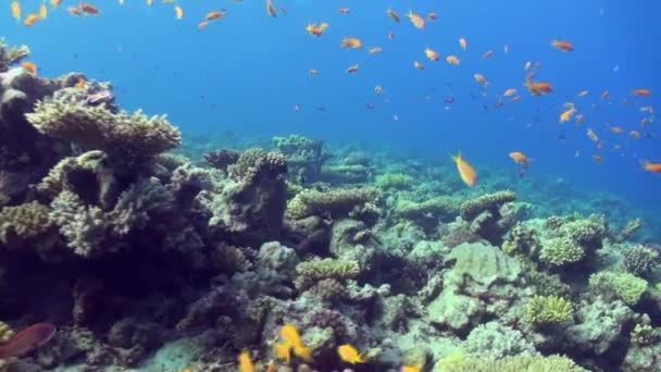 Onderwater zee landschap van tropische koraalrif. — Stockvideo