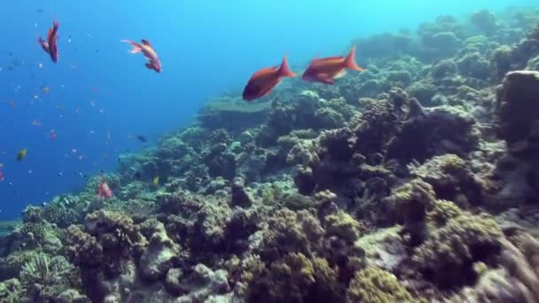 Onderwater zee landschap van tropische koraalrif. — Stockvideo