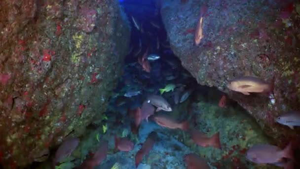 Escuela peces de color nada en el arrecife y en el mar azul . — Vídeos de Stock
