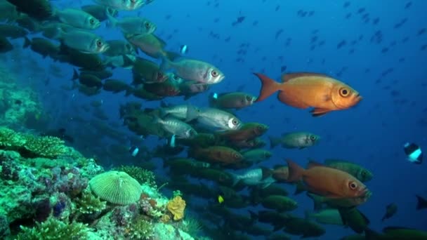 Escuela de peces tropicales en arrecife en busca de comida. — Vídeos de Stock