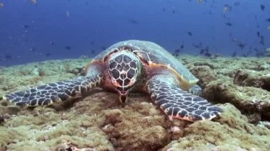 Hawksbill deniz kaplumbağası mercan resif üzerinde yemek Yüzme