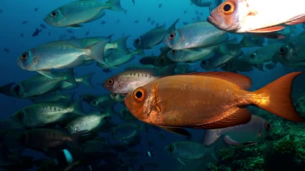 Школа тропических рыб на рифе в поисках пищи. — стоковое видео