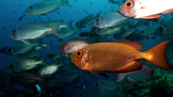 Escola de peixes tropicais em recife em busca de comida. — Vídeo de Stock