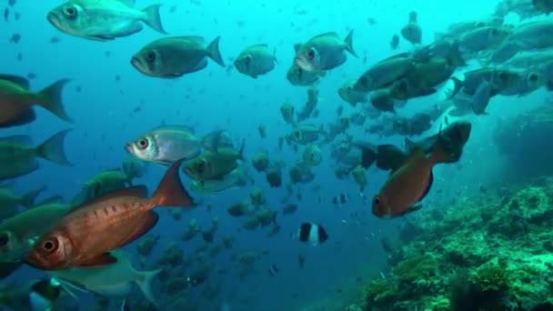 Szkoła tropikalnych ryb na rafie w poszukiwaniu pożywienia. — Wideo stockowe