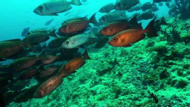 Escuela de peces tropicales en arrecife en busca de comida. — Vídeos de Stock