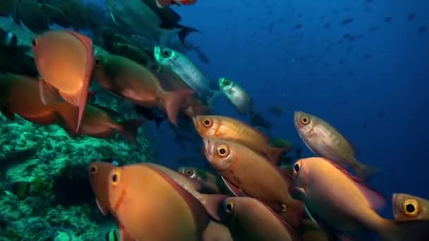 Skola av röda tropiska fiskar simma på revet i havet. — Stockvideo