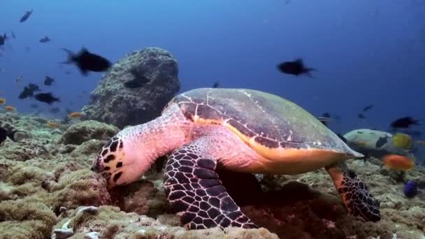 Hawksbill sea turtle swimming eating on coral reef — Stock Video