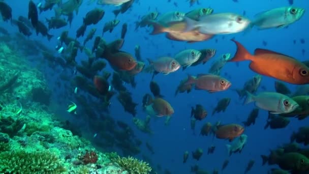 Scuola di pesci tropicali sulla barriera corallina in cerca di cibo. — Video Stock