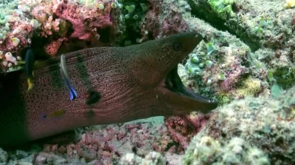 Large moray eel sitting on reef in search of food — Stock Video