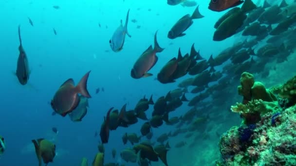 Escuela de peces tropicales en arrecife en busca de comida. — Vídeos de Stock