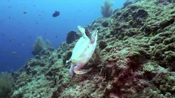Hawksbill tortue de mer nageant manger sur le récif corallien — Video
