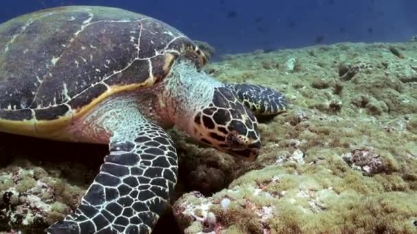 Kareta pravá plavání, jíst na korálový útes — Stock video