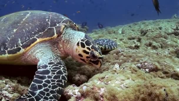 Hawksbill sea turtle swimming eating on coral reef — Stock Video