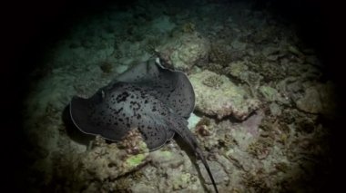 Siyah stingray gece avcılık resif üzerinde başlıdırlar.