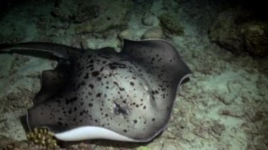 Siyah stingray gece avcılık resif üzerinde başlıdırlar.