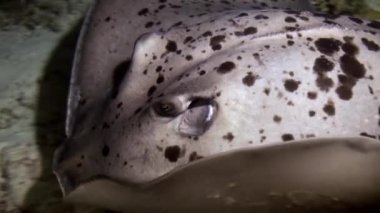 Siyah stingray gece avcılık resif üzerinde başlıdırlar.