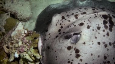 Siyah stingray gece avcılık resif üzerinde başlıdırlar.