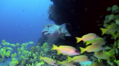 Resif deniz üzerinde sarı tropikal balık sürüsü.