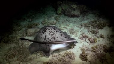 Siyah stingray gece avcılık resif üzerinde başlıdırlar.