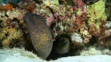 Büyük moray el yiyecek arayışı içinde resif üzerinde oturan