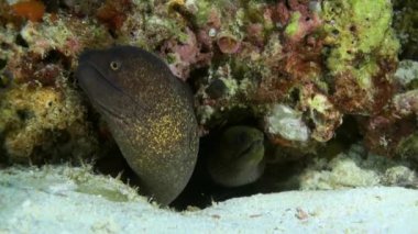 Büyük moray el yiyecek arayışı içinde resif üzerinde oturan